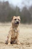 BORDER TERRIER 022